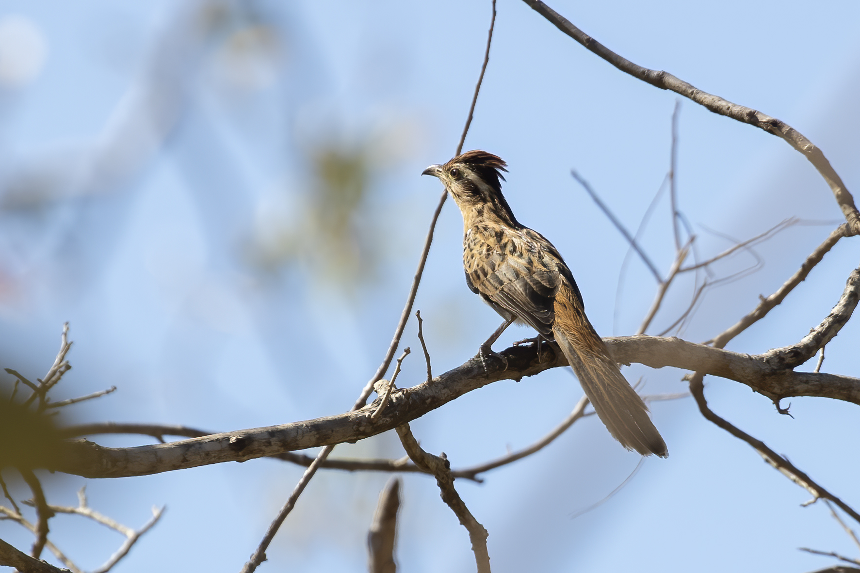 Striped Cuckoo